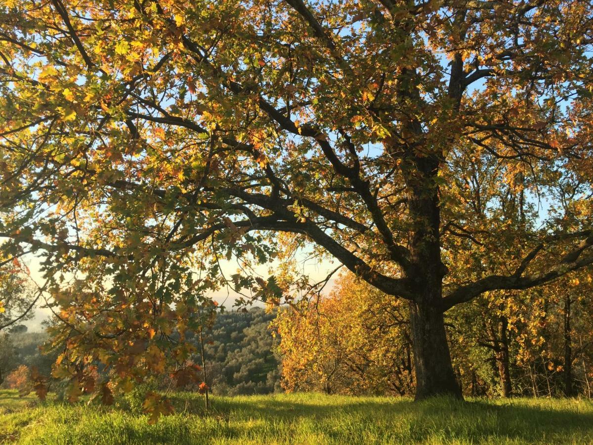لامبوريتشو Agriturismo Podere Rondinaio المظهر الخارجي الصورة
