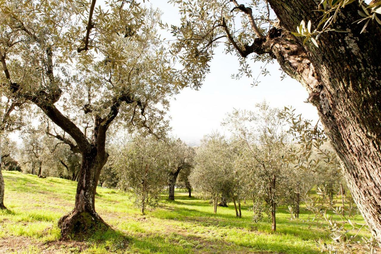 لامبوريتشو Agriturismo Podere Rondinaio المظهر الخارجي الصورة